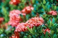 Red pink orange ixora spike flower green leaf rain drop Royalty Free Stock Photo