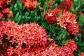 Red pink orange ixora spike flower green leaf rain drop Royalty Free Stock Photo