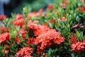 Red pink orange ixora spike flower green leaf rain drop Royalty Free Stock Photo