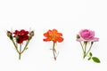 Red, pink and orange tea rose isolated on white background Royalty Free Stock Photo