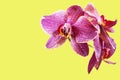 Red pink orchid flowers closeup isolated on yellow background as postcard with copy space for text and as mockup Royalty Free Stock Photo