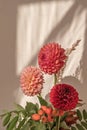 Red, pink, peach color dahlia flower bouquet closeup. Aesthetic floral autumn composition with lifestyle sunlight shadow on beige Royalty Free Stock Photo