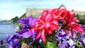 Red-pink Pelargonium against the background of a blue petunia, an ancient fortress and a river.