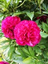 Red pink peonies in garden Royalty Free Stock Photo