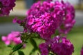 Red-pink phlox close-up in a city park. Royalty Free Stock Photo