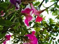 Red and pink petunia flower and leaves