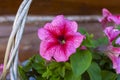 Red-pink petunia flowers in a decorative flower pot on the street. Royalty Free Stock Photo