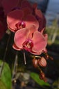 red pink phalaenopsis or moth dendrobium orchid flower in winter or spring day in tropical garden. selective focus. agriculture Royalty Free Stock Photo