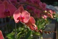 red pink phalaenopsis or moth dendrobium orchid flower in winter or spring day in tropical garden. selective focus. agriculture Royalty Free Stock Photo