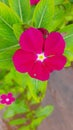 Red pink plant flower beauty Royalty Free Stock Photo