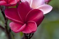 Red and pink Plumaria flower Royalty Free Stock Photo