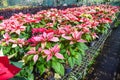 Red and pink poinsettia in the garden greenhouse, Poinsettia christmas traditional flower decorations Royalty Free Stock Photo