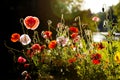 Red and pink poppies against dark background