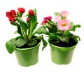 Red and pink primula D10 in a green pot isolated on a white backgroun Royalty Free Stock Photo