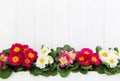 Red and pink primula on white wooden background for springtime i