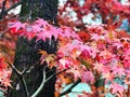 Red , Pink and Purple maple leaves on branch of Maple tree closeup, autumn fall season natural background, colorful leaves.