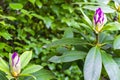 Red pink purple rhododendron flowers bloom and grow in garden Royalty Free Stock Photo