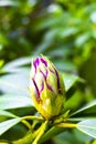 Red pink purple rhododendron flowers bloom and grow in garden Royalty Free Stock Photo