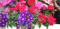 Panorama of Verbena hybrida flowers.