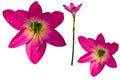 The red and pink rain lily flowers have yellow pistils with green flower stalks Royalty Free Stock Photo