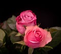 Red pink rose blossom pair macro with green leaves on black background Royalty Free Stock Photo