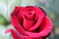 Red  or pink rose closeup with selective focus. Royalty Free Stock Photo