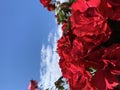 Red or pink rose flower blooming in roses garden on background red roses flowers. Royalty Free Stock Photo