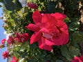 Red or pink rose flower blooming in roses garden on background red roses flowers. Royalty Free Stock Photo