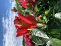 Red or pink rose flower blooming in roses garden on background red roses flowers. Royalty Free Stock Photo