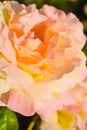 Red and pink rose flower close-up photo with shallow depth of field Royalty Free Stock Photo