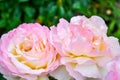 Red and pink rose flower. Close-up photo, garden flower, shallow depth of field Royalty Free Stock Photo