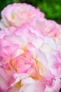 Red and pink rose flower. Close-up photo, garden flower, shallow depth of field Royalty Free Stock Photo