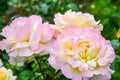 Red and pink rose flower. Close-up photo, garden flower, shallow depth of field Royalty Free Stock Photo