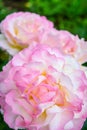 Red and pink rose flower. Close-up photo, garden flower, shallow depth of field Royalty Free Stock Photo