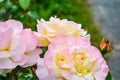 Red and pink rose flower. Close-up photo, garden flower, shallow depth of field Royalty Free Stock Photo