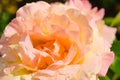 Red and pink rose flower close-up photo with shallow depth of field Royalty Free Stock Photo