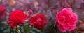 Red pink rose flower in the garden nature banner background Royalty Free Stock Photo