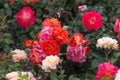 Red and pink rose flowers with delicate petals in a full bloom in the city garden. Garden roses bush abundant blooming. Royalty Free Stock Photo