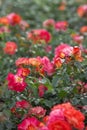 Red and pink rose flowers with delicate petals in a full bloom in the city garden. Garden roses bush abundant blooming. Royalty Free Stock Photo