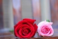 Red pink rose flowers with water drops on wood table background for Valentine day or wedding Royalty Free Stock Photo