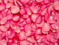 The Red pink rose petal background Royalty Free Stock Photo