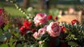 Red and pink roses arrangment in rustic aritstic way with evening sun light