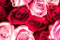 Red and pink roses bouquet. Soft flowers for background