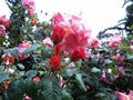 Red and pink roses with buds on a background of a green bush. Bush of red and pink roses. Roses after rain Royalty Free Stock Photo