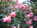 Red and pink roses with buds on a background of a green bush. Bush of red and pink roses. Roses after rain Royalty Free Stock Photo