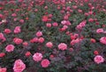 Red and pink roses in a flowerbed