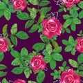 Red ,pink roses , green leaves Royalty Free Stock Photo