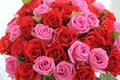 Red and pink roses for you Royalty Free Stock Photo