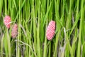 Red pink snail eggs attached to green young rice.