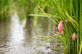 Red pink snail eggs attached to green young rice.